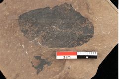 Foto (Detailsansicht) von Quercus mediterranea, Unger (NHMW-GEO-2024-0188-0944)